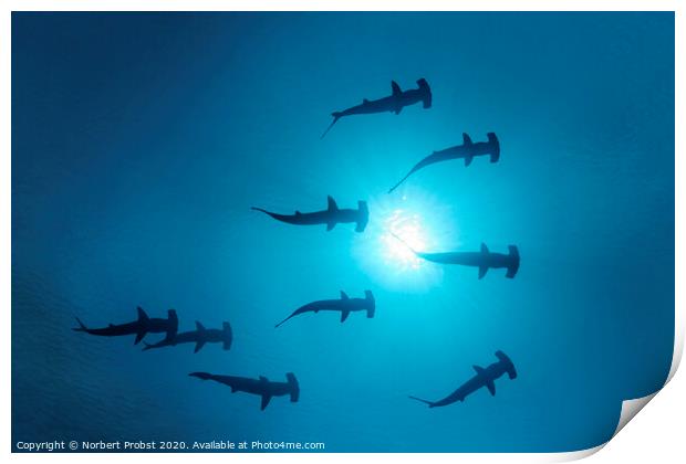 Scalopped Hammerhead Sharks under the Sun Print by Norbert Probst