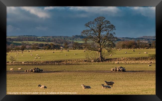 Winter Feeding and Grazing at Hutton Hall Farm Framed Print by Richard Laidler