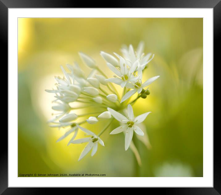 Wild garlic  flower Framed Mounted Print by Simon Johnson