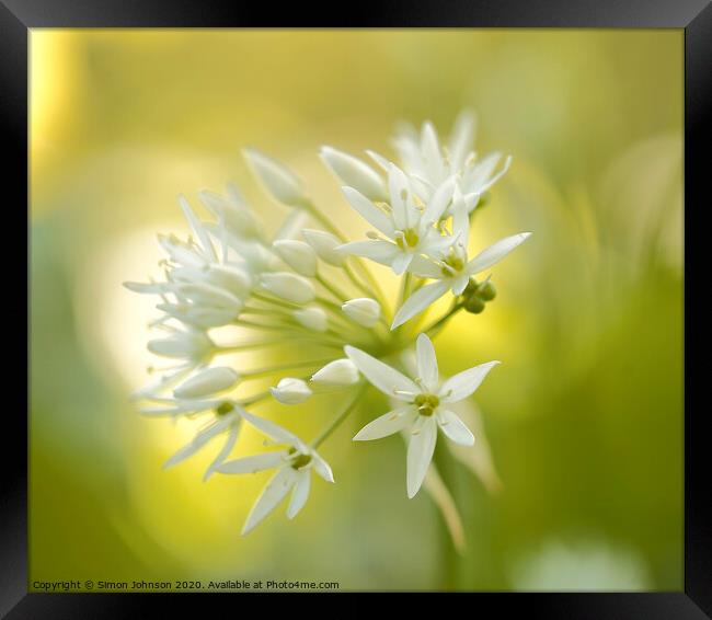 Wild garlic  flower Framed Print by Simon Johnson