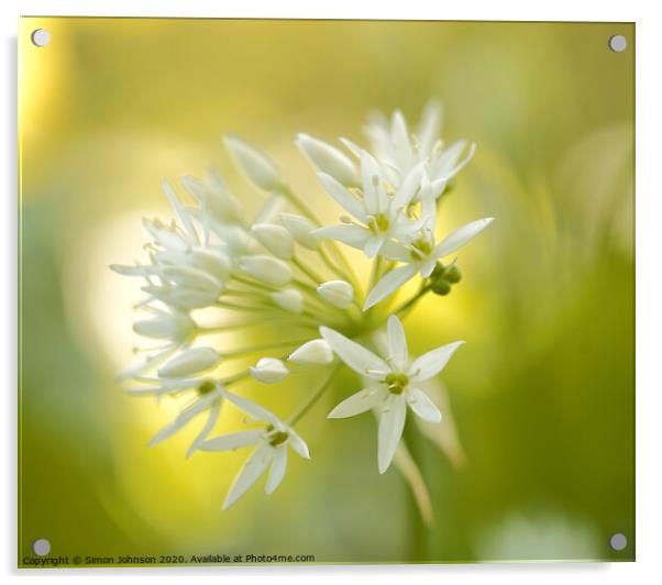 Wild garlic  flower Acrylic by Simon Johnson