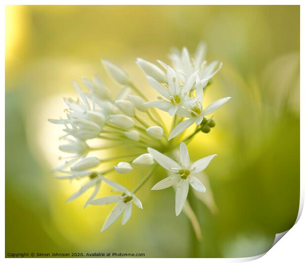 Wild garlic  flower Print by Simon Johnson