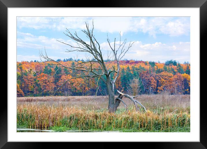 A lonely dry tree stands against the background of an autumn forest on the horizon. Framed Mounted Print by Sergii Petruk