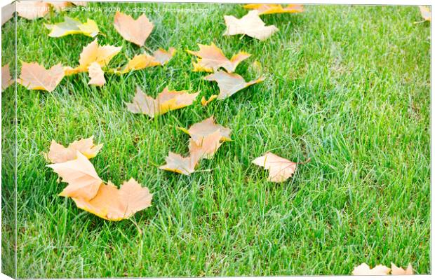 Fallen yellow maple leaves lie on a green grassy lawn, close-up. Canvas Print by Sergii Petruk