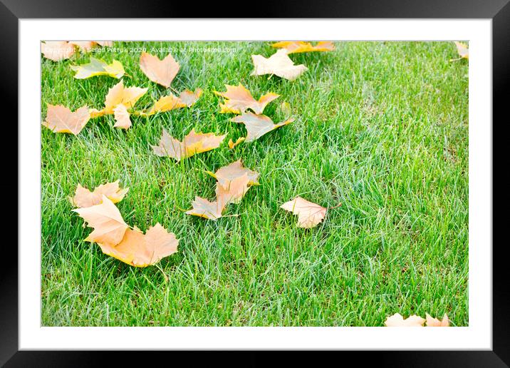 Fallen yellow maple leaves lie on a green grassy lawn, close-up. Framed Mounted Print by Sergii Petruk