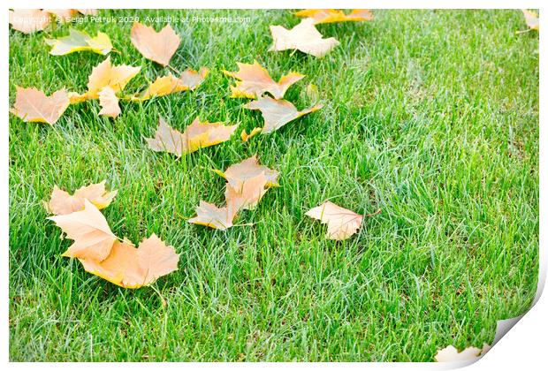 Fallen yellow maple leaves lie on a green grassy lawn, close-up. Print by Sergii Petruk