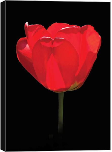 A single red tulip against a black background, Canvas Print by Peter Bolton