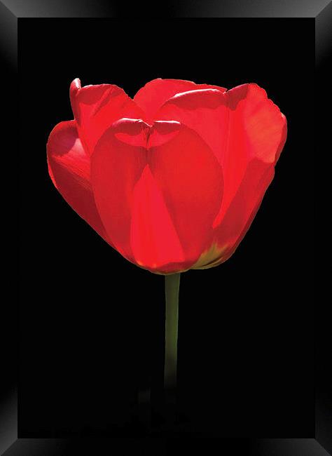 A single red tulip against a black background, Framed Print by Peter Bolton