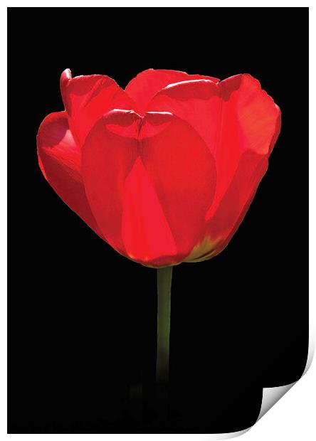 A single red tulip against a black background, Print by Peter Bolton