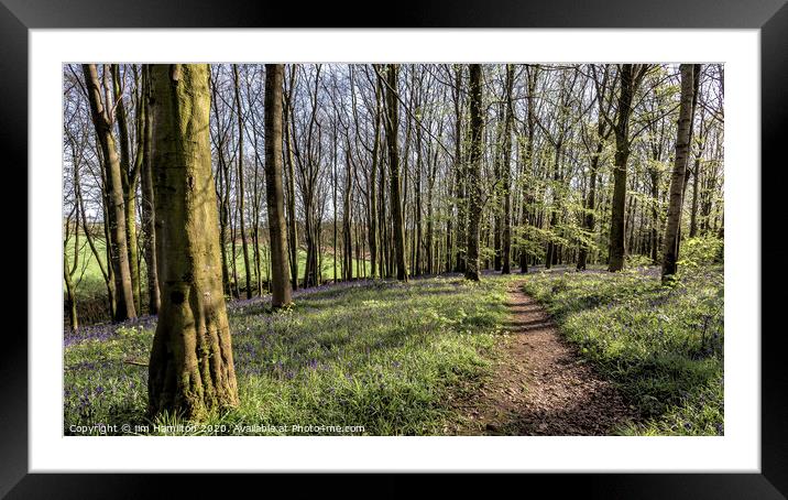 Portglenone Bluebells Framed Mounted Print by jim Hamilton