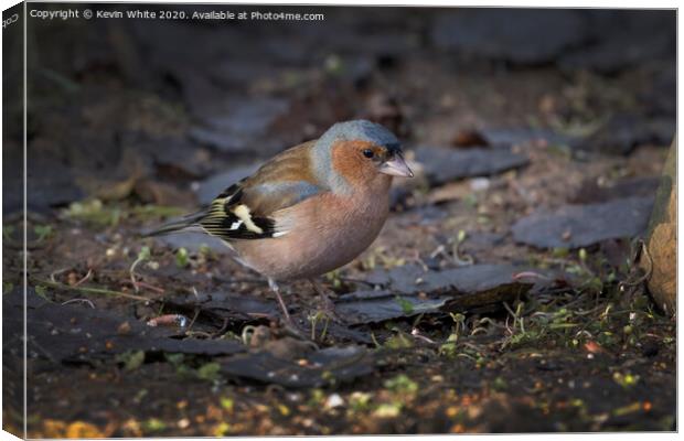 Chaffinch on ground Canvas Print by Kevin White