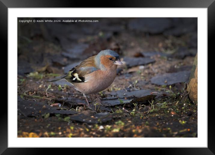 Chaffinch on ground Framed Mounted Print by Kevin White