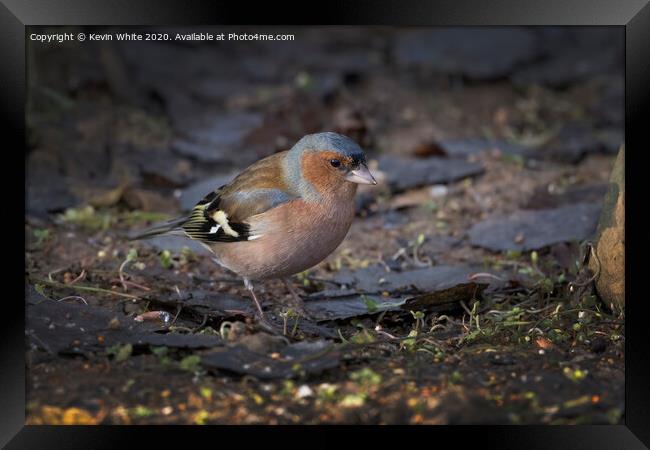 Chaffinch on ground Framed Print by Kevin White
