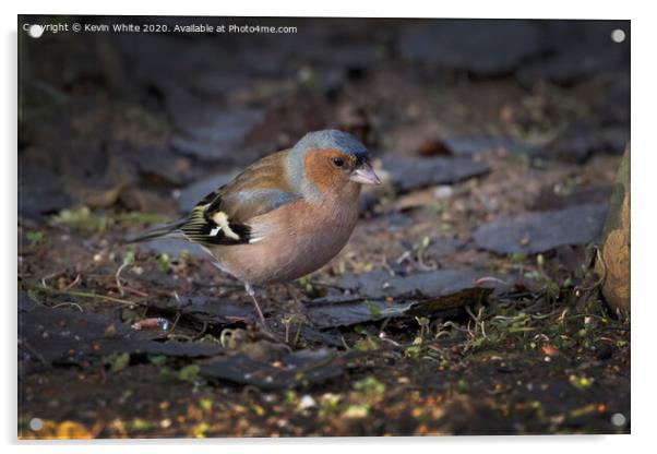 Chaffinch on ground Acrylic by Kevin White