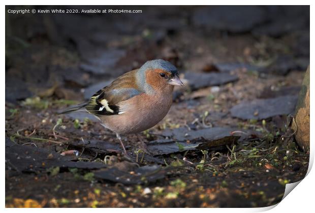 Chaffinch on ground Print by Kevin White