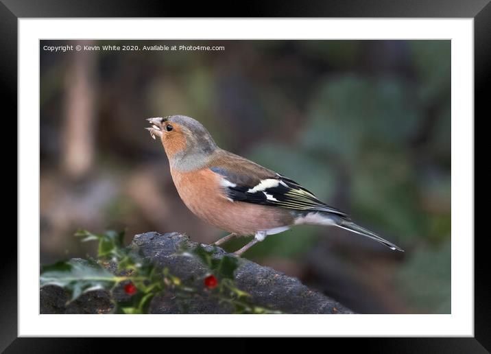 Chaffinch with seeds in beak Framed Mounted Print by Kevin White