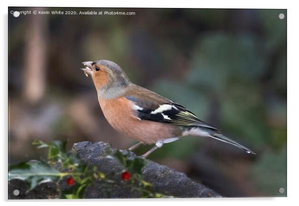 Chaffinch with seeds in beak Acrylic by Kevin White