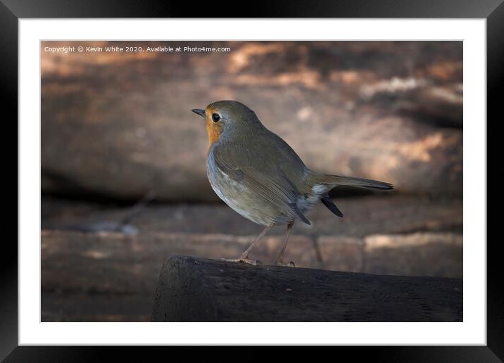 Red Robin up at dawn Framed Mounted Print by Kevin White