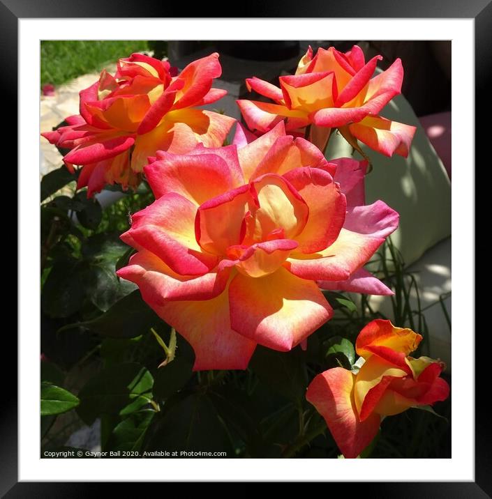 Beautiful roses Framed Mounted Print by Gaynor Ball