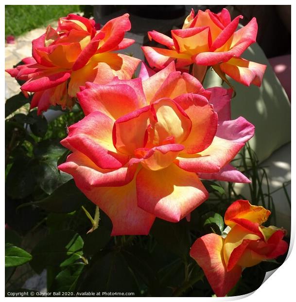 Beautiful roses Print by Gaynor Ball