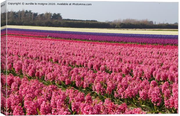 Field of pink, purple and white hyacinth Canvas Print by aurélie le moigne
