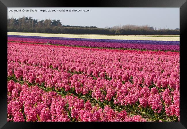 Field of pink, purple and white hyacinth Framed Print by aurélie le moigne