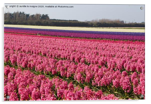 Field of pink, purple and white hyacinth Acrylic by aurélie le moigne