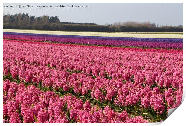 Field of pink, purple and white hyacinth Print by aurélie le moigne