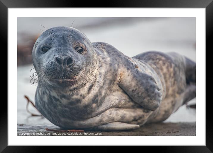 Grey seal pup Framed Mounted Print by Richard Ashbee