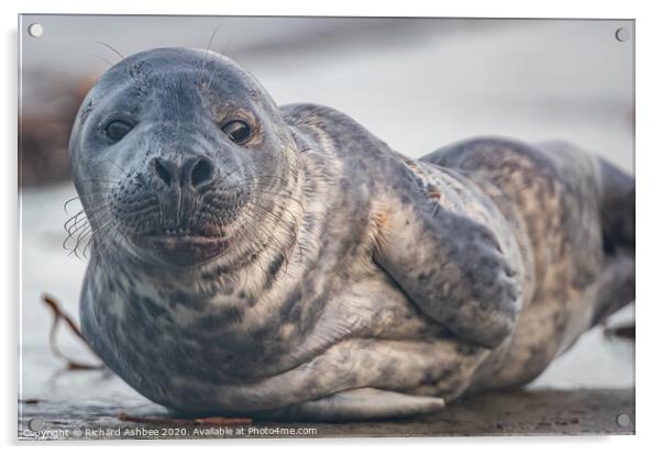 Grey seal pup Acrylic by Richard Ashbee