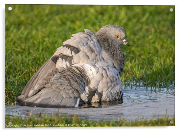 Shetland Rock Dove having a bath Acrylic by Richard Ashbee