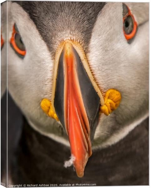 Shetland Puffin close up Canvas Print by Richard Ashbee