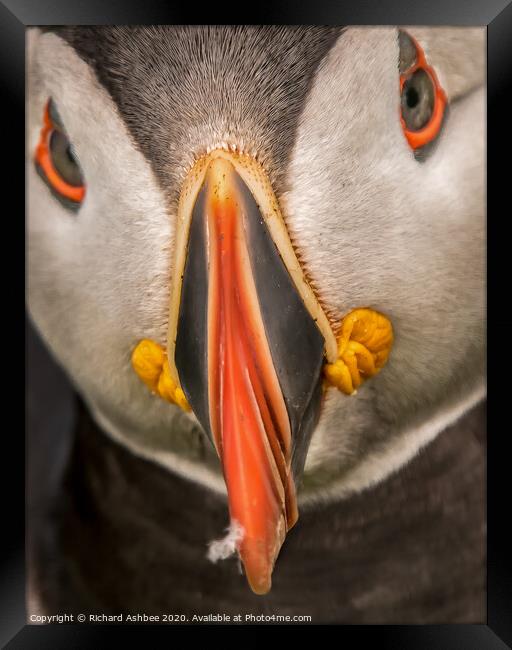 Shetland Puffin close up Framed Print by Richard Ashbee
