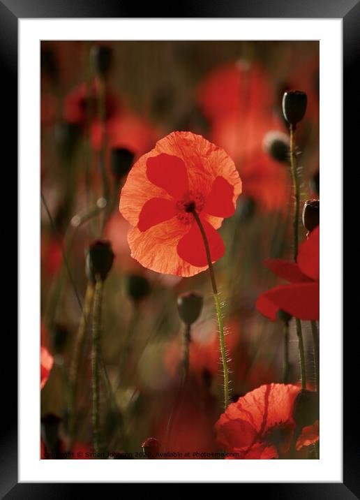 Sunlit Poppy Framed Mounted Print by Simon Johnson
