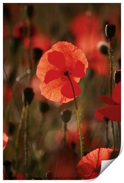 Sunlit Poppy Print by Simon Johnson