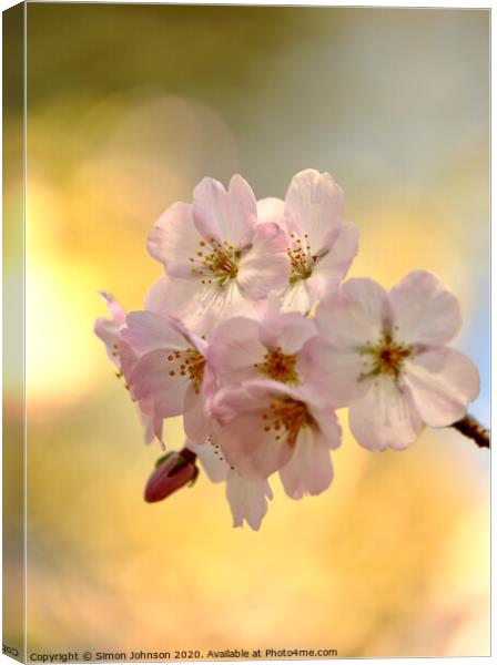  Spring Blossom  Canvas Print by Simon Johnson