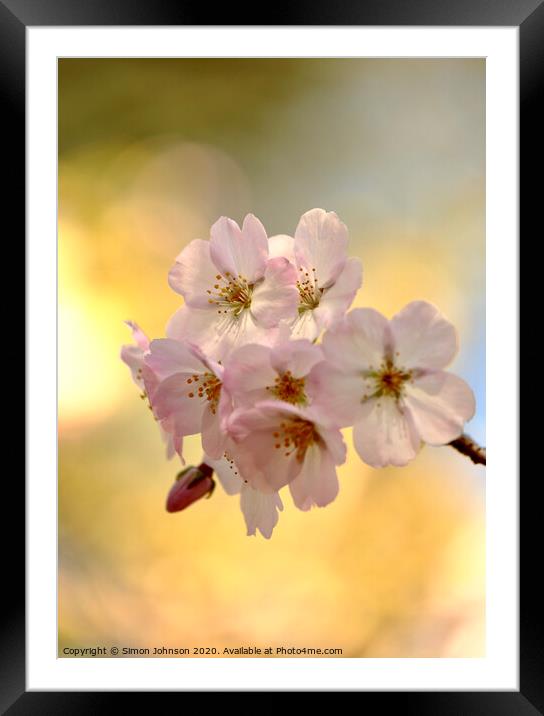  Spring Blossom  Framed Mounted Print by Simon Johnson