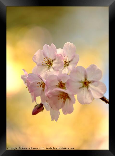  Spring Blossom  Framed Print by Simon Johnson