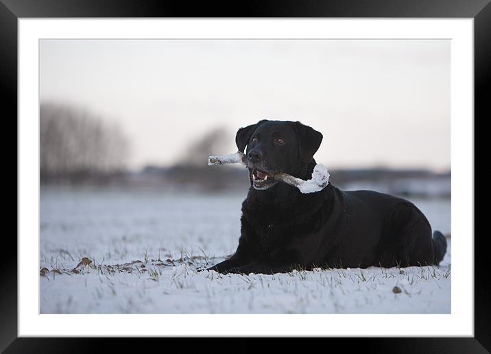 Frozen in Time - Black Labrador Framed Mounted Print by Simon Wrigglesworth