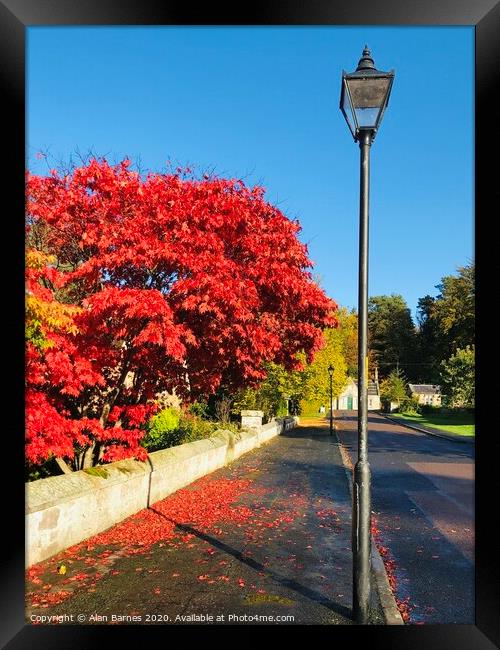 Autumn Red Tree Framed Print by Alan Barnes