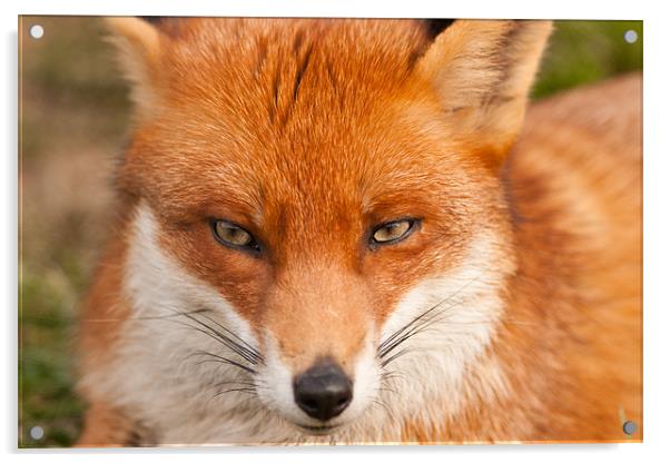 Fox Acrylic by Tony Hadfield