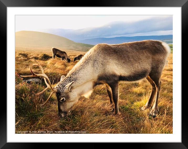 Reindeer grazing on Cairngorm Mountain Framed Mounted Print by Alan Barnes