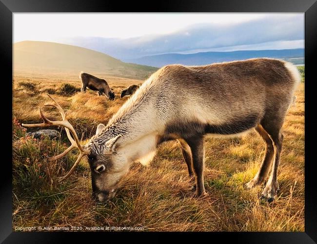 Reindeer grazing on Cairngorm Mountain Framed Print by Alan Barnes