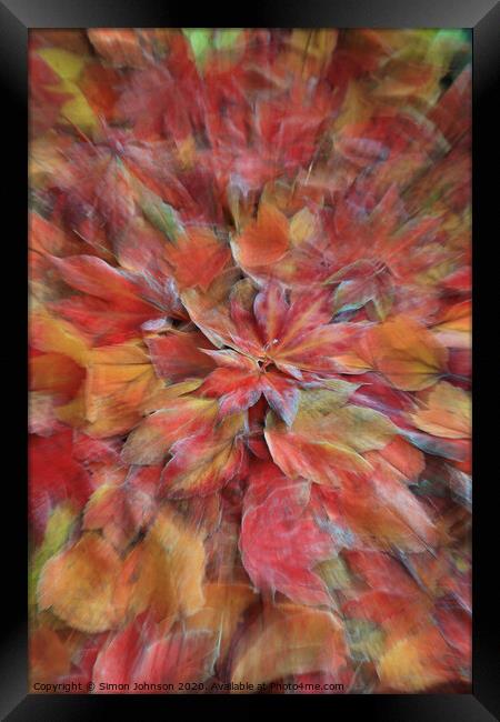 Autumn explosion Framed Print by Simon Johnson