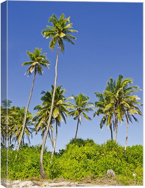 palm trees Canvas Print by Hassan Najmy