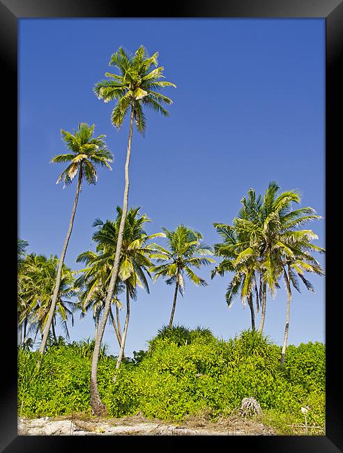 palm trees Framed Print by Hassan Najmy