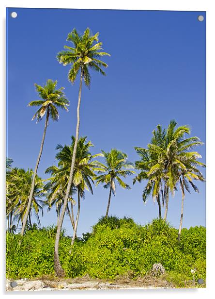 palm trees Acrylic by Hassan Najmy