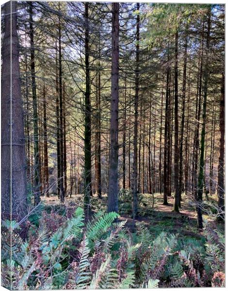 Shadowy pine woods  Canvas Print by Gaynor Ball