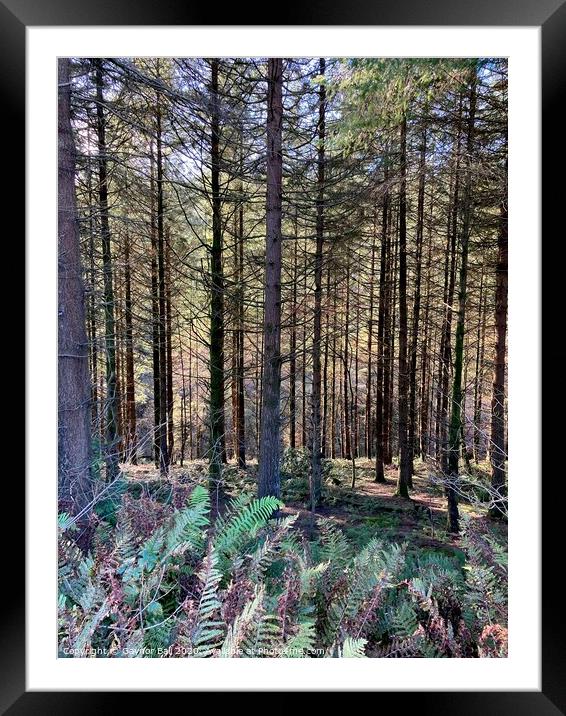 Shadowy pine woods  Framed Mounted Print by Gaynor Ball