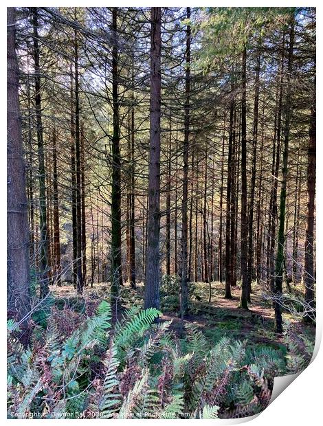 Shadowy pine woods  Print by Gaynor Ball